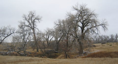 Colorado trees