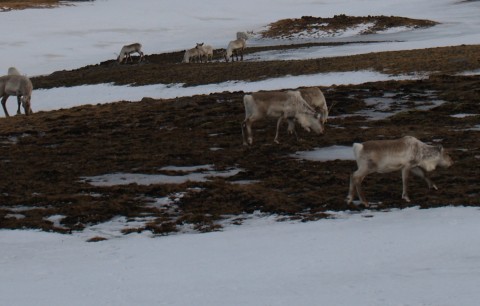 A group of reindeers