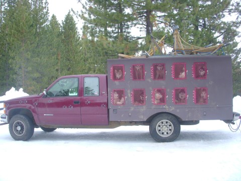 1994 Chevy Cheyenne musher truck