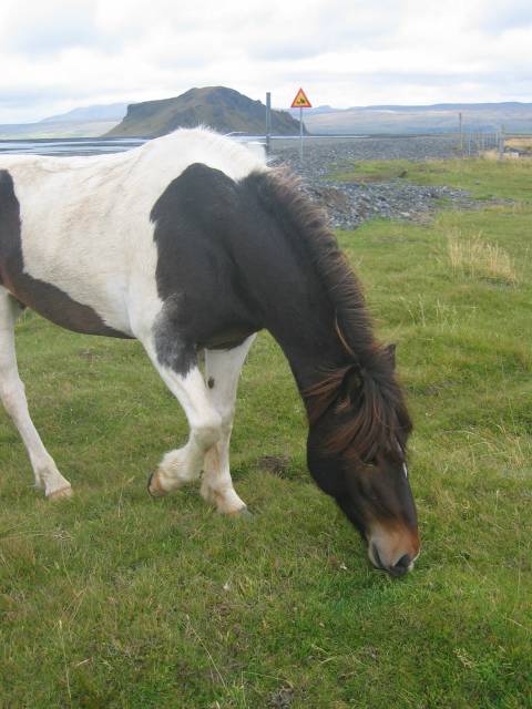 Icelandic horse